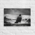 Crow So Chic canvas print by Iain Camacho, large horizontal canvas hanging on a white brick wall