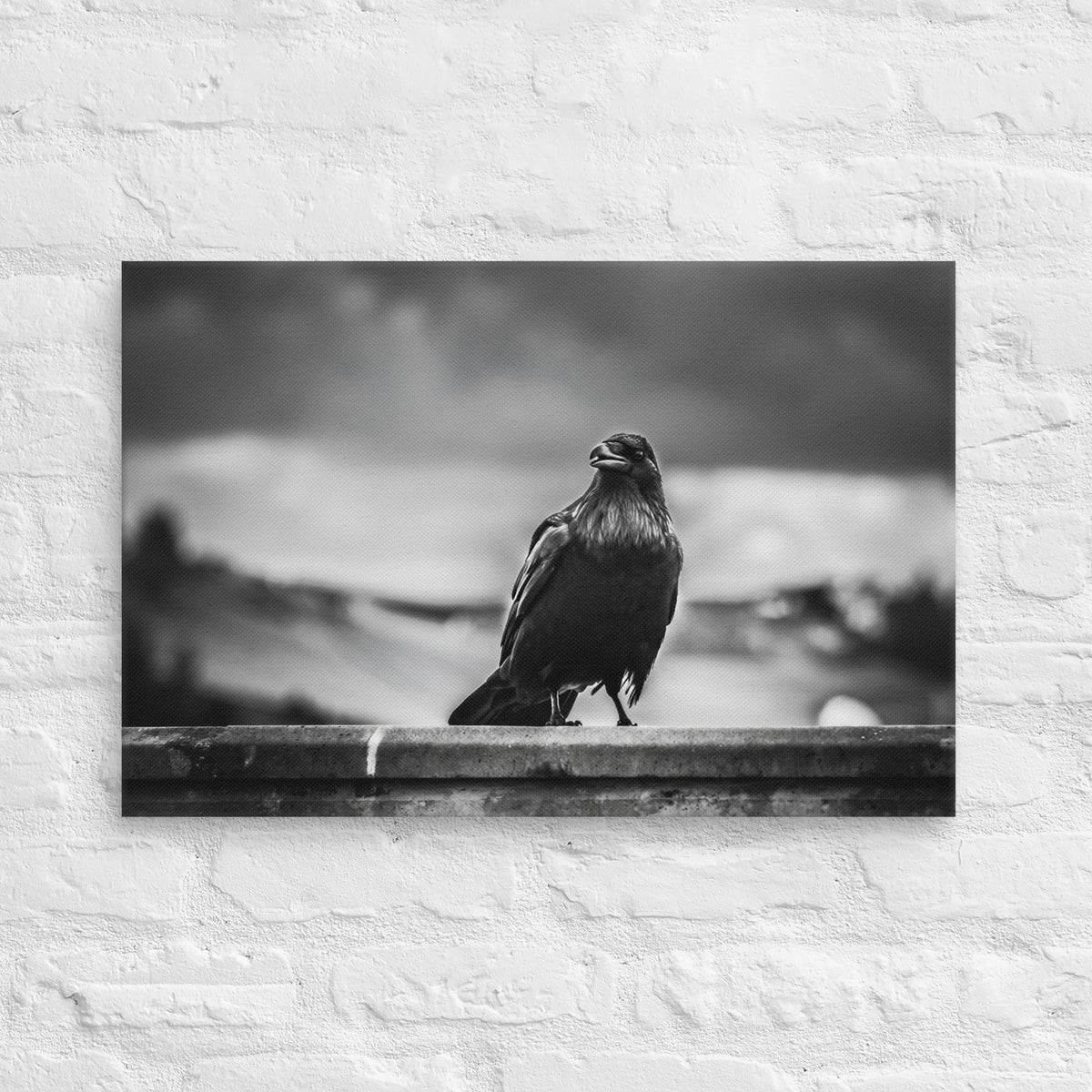 Crow So Chic canvas print by Iain Camacho, large horizontal canvas hanging on a white brick wall