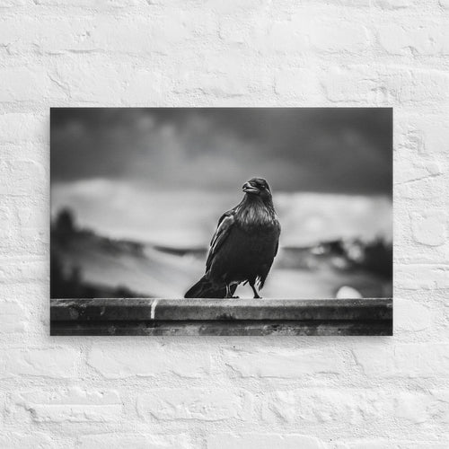 Crow So Chic canvas print by Iain Camacho, large horizontal canvas hanging on a white brick wall