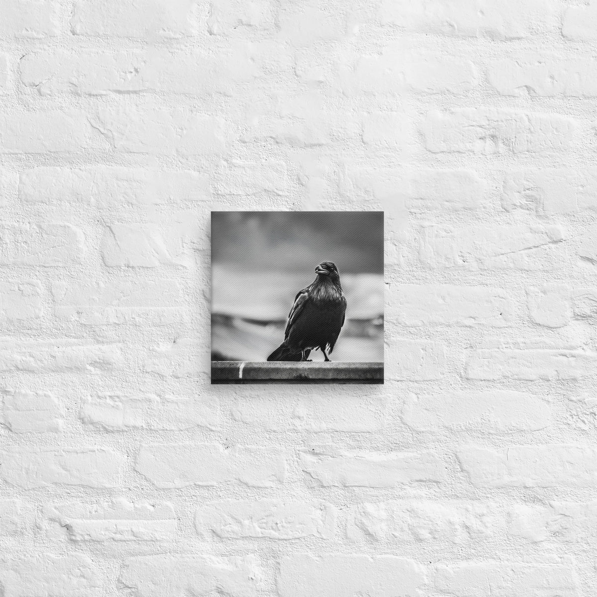 Crow So Chic canvas print by Iain Camacho, small canvas hanging on a white brick wall