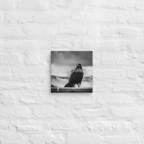 Crow So Chic canvas print by Iain Camacho, small canvas hanging on a white brick wall