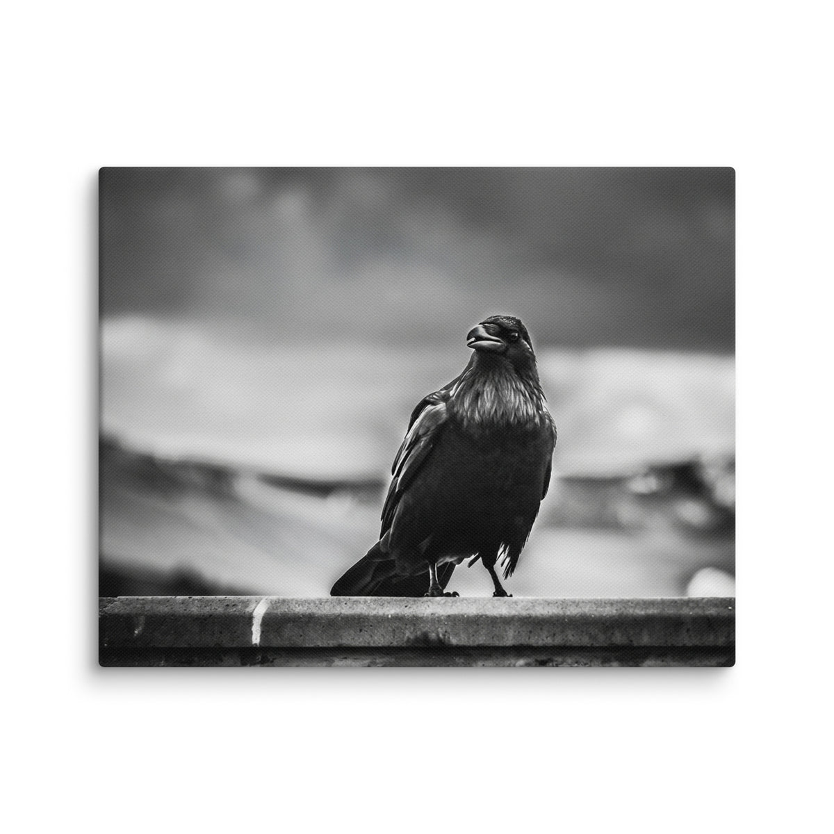 Crow So Chic canvas print by Iain Camacho, horizontal canvas front view of a black and white crow standing on a ledge