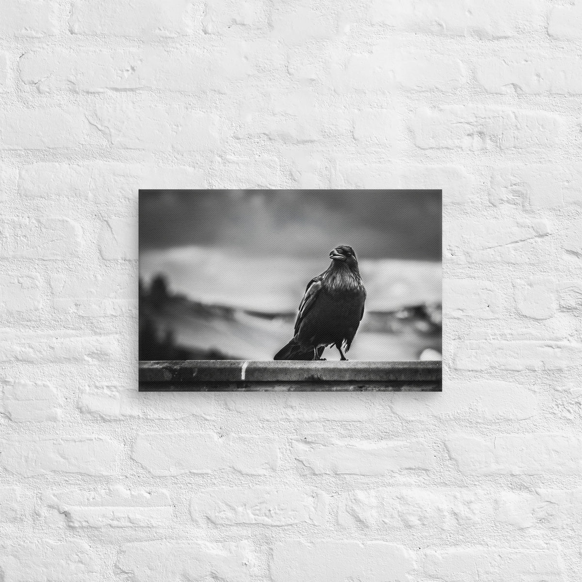 Crow So Chic canvas print by Iain Camacho, medium horizontal canvas hanging on a white brick wall