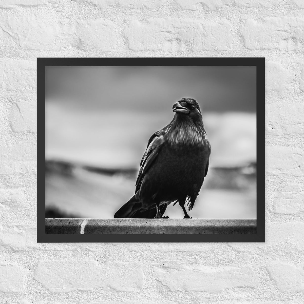 Crow So Chic framed luster print by iain, black framed black and white photograph of a crow perched on a ledge, hanging on a white brick wall