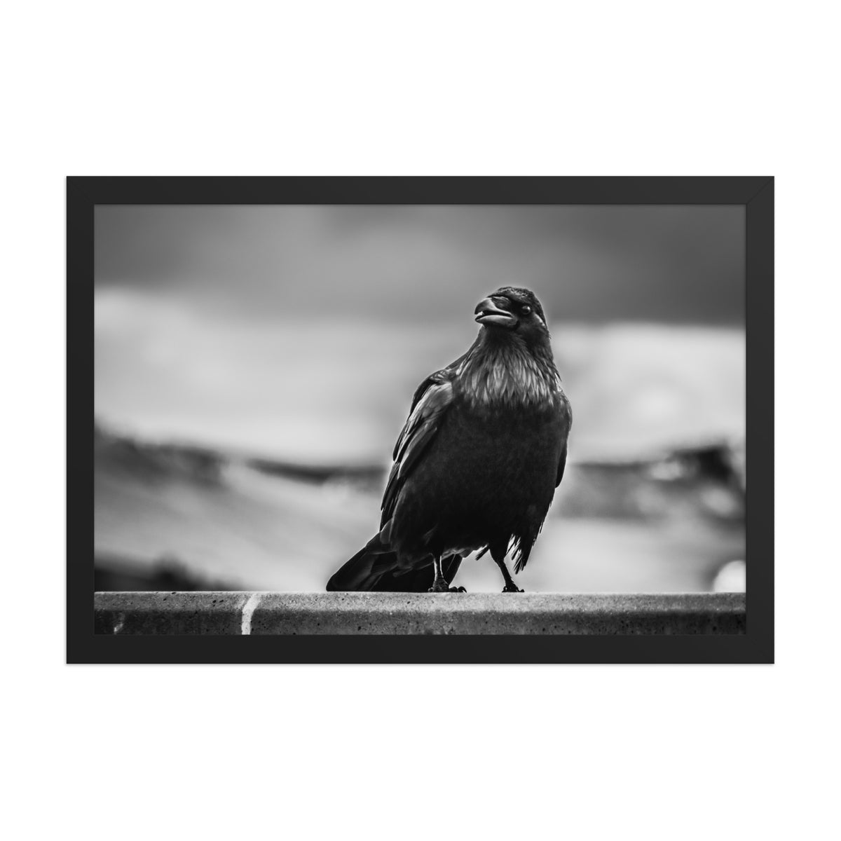 Crow So Chic framed luster print by iain, front view of the black framed print showing the crow against a soft blurred background