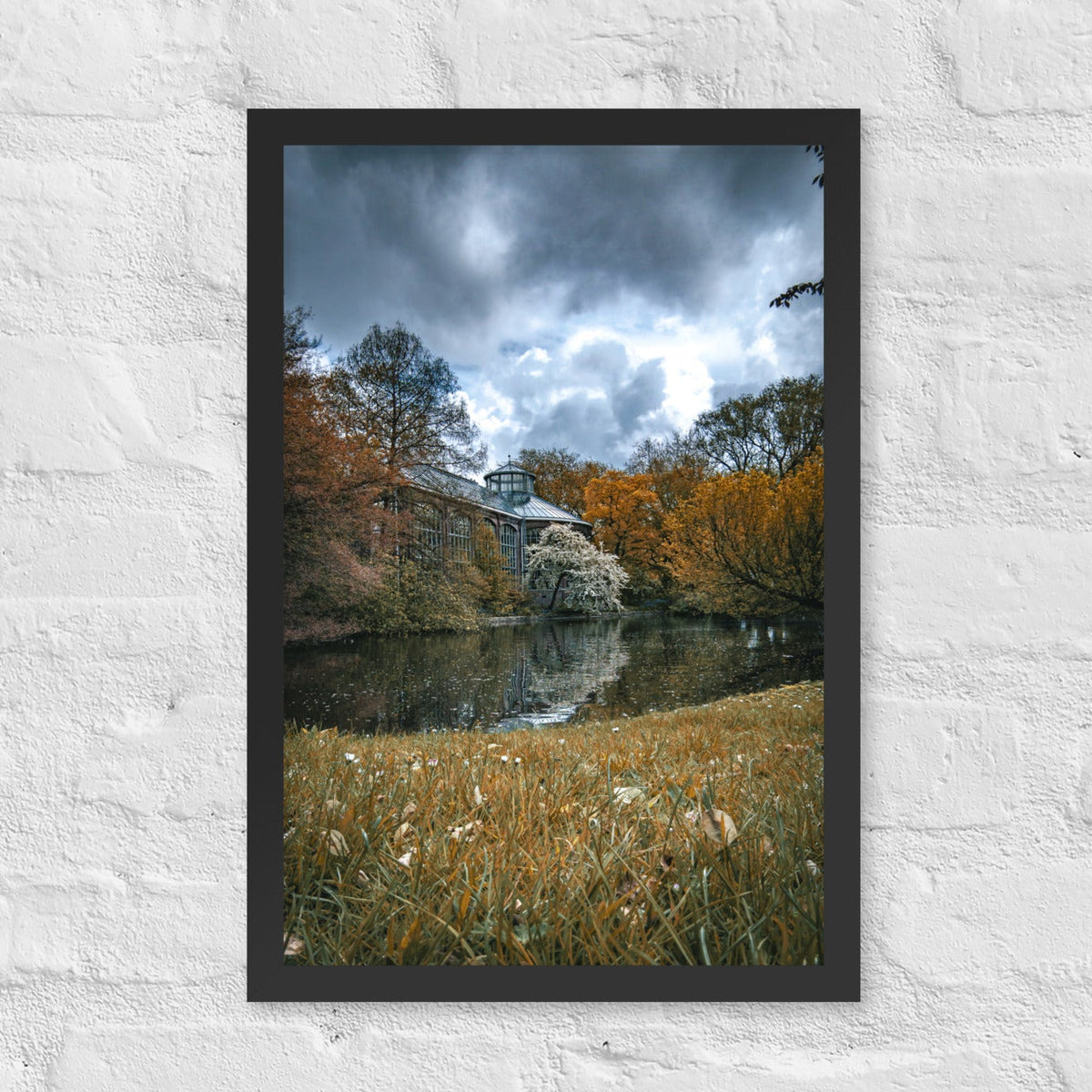 Hortus Botanicus, Amsterdam framed luster print by iain, black framed photograph of storm clouds over a pond and glasshouse surrounded by gold and orange autumn trees, hanging on a white brick wall