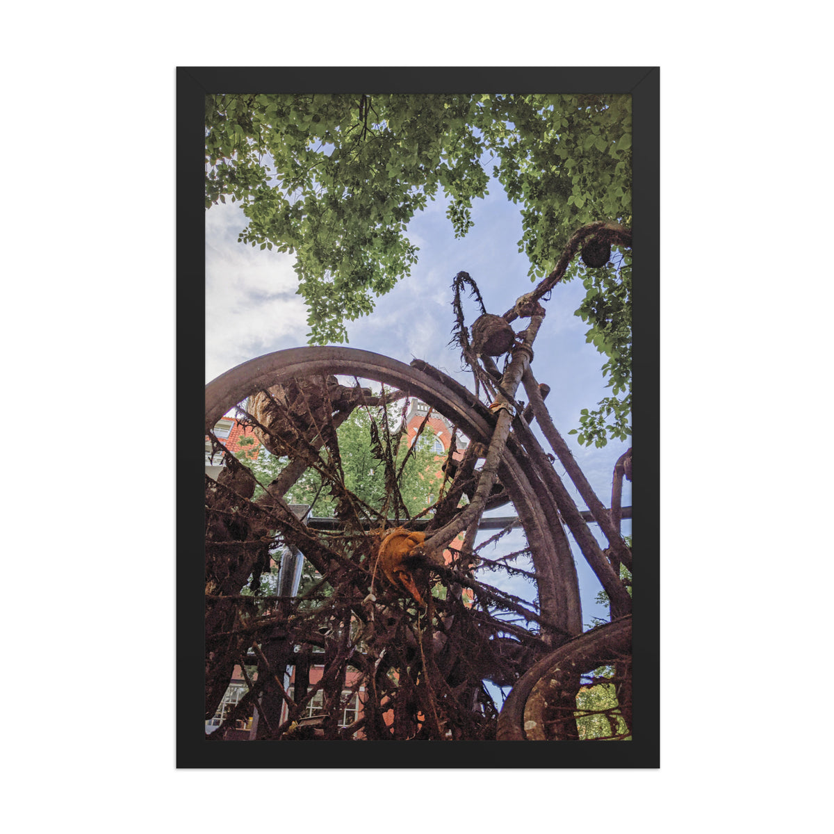 Rusty Bicycle framed luster print by iain, front view of the black framed print shot from ground level